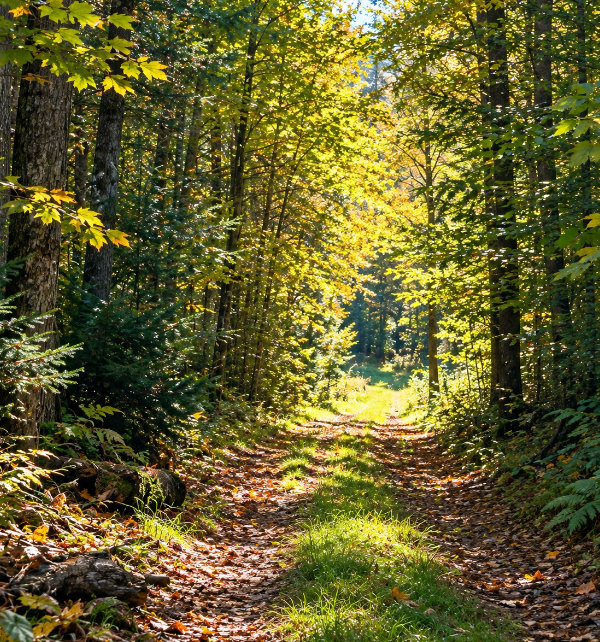 Forest in Vermont